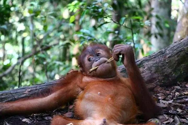 Brown Bamboo Guest House & Trekking Bukit Lawang Exteriör bild