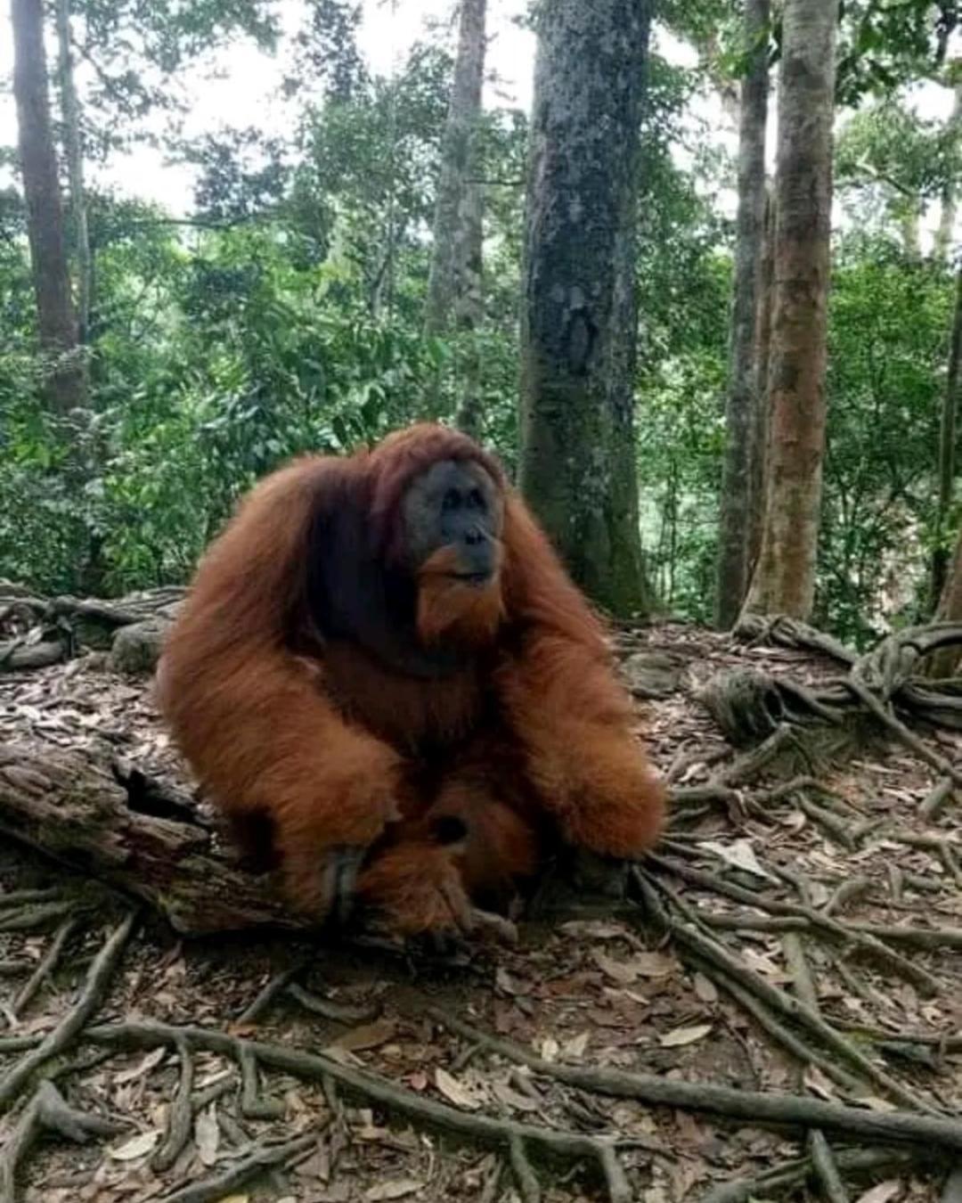 Brown Bamboo Guest House & Trekking Bukit Lawang Exteriör bild