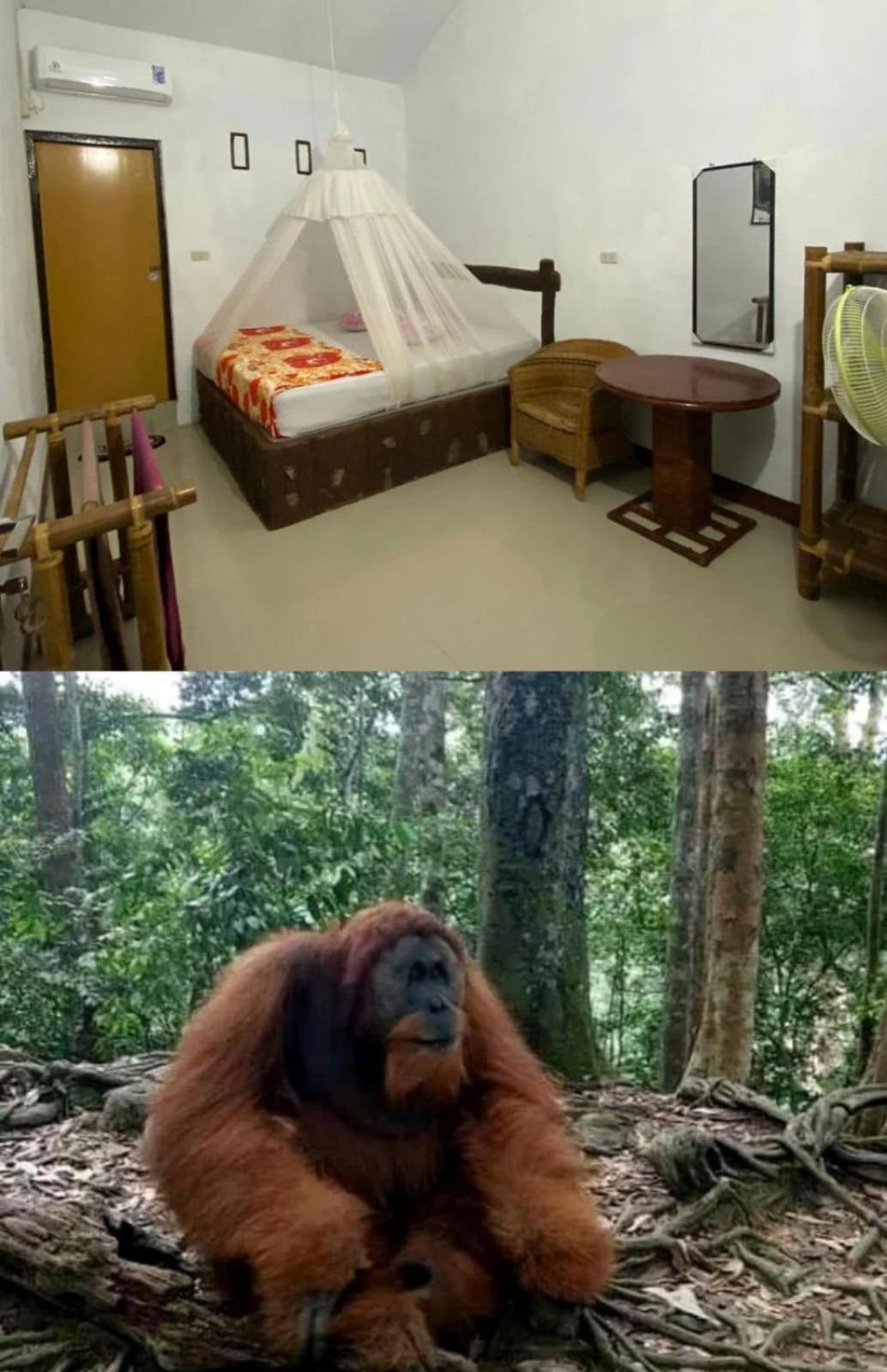 Brown Bamboo Guest House & Trekking Bukit Lawang Exteriör bild