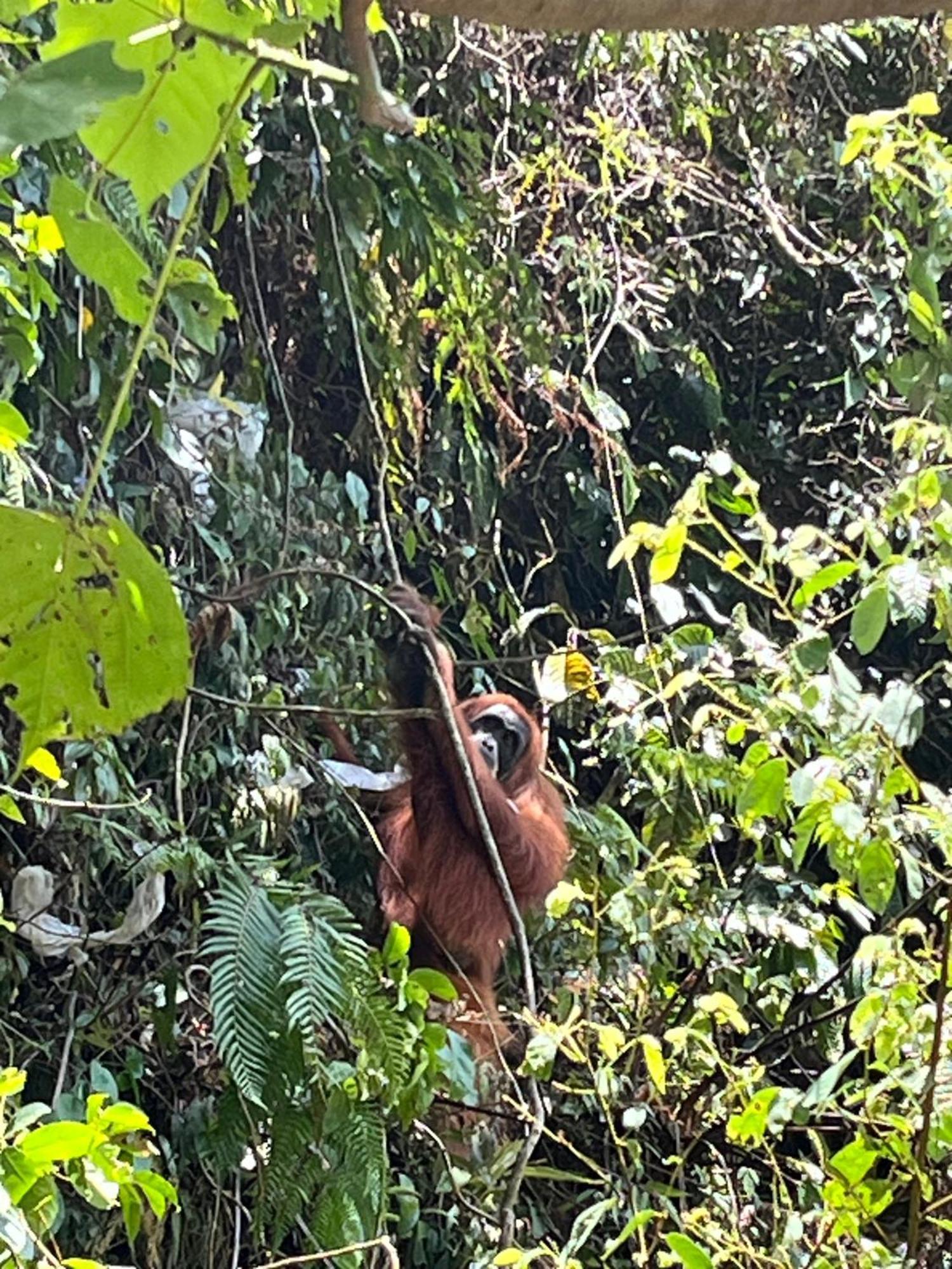 Brown Bamboo Guest House & Trekking Bukit Lawang Exteriör bild